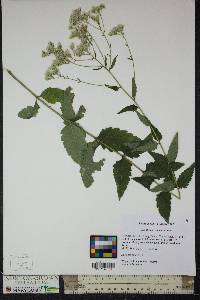 Eupatorium album image