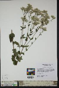 Eupatorium album image