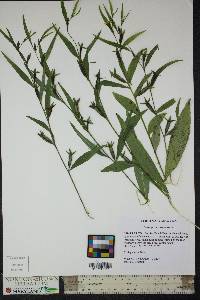 Ludwigia decurrens image