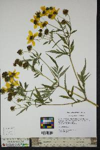 Bidens polylepis image