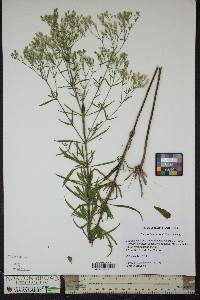 Eupatorium hyssopifolium image