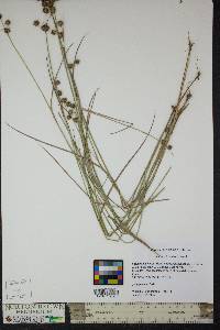 Juncus scirpoides image