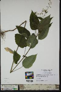 Circaea canadensis image