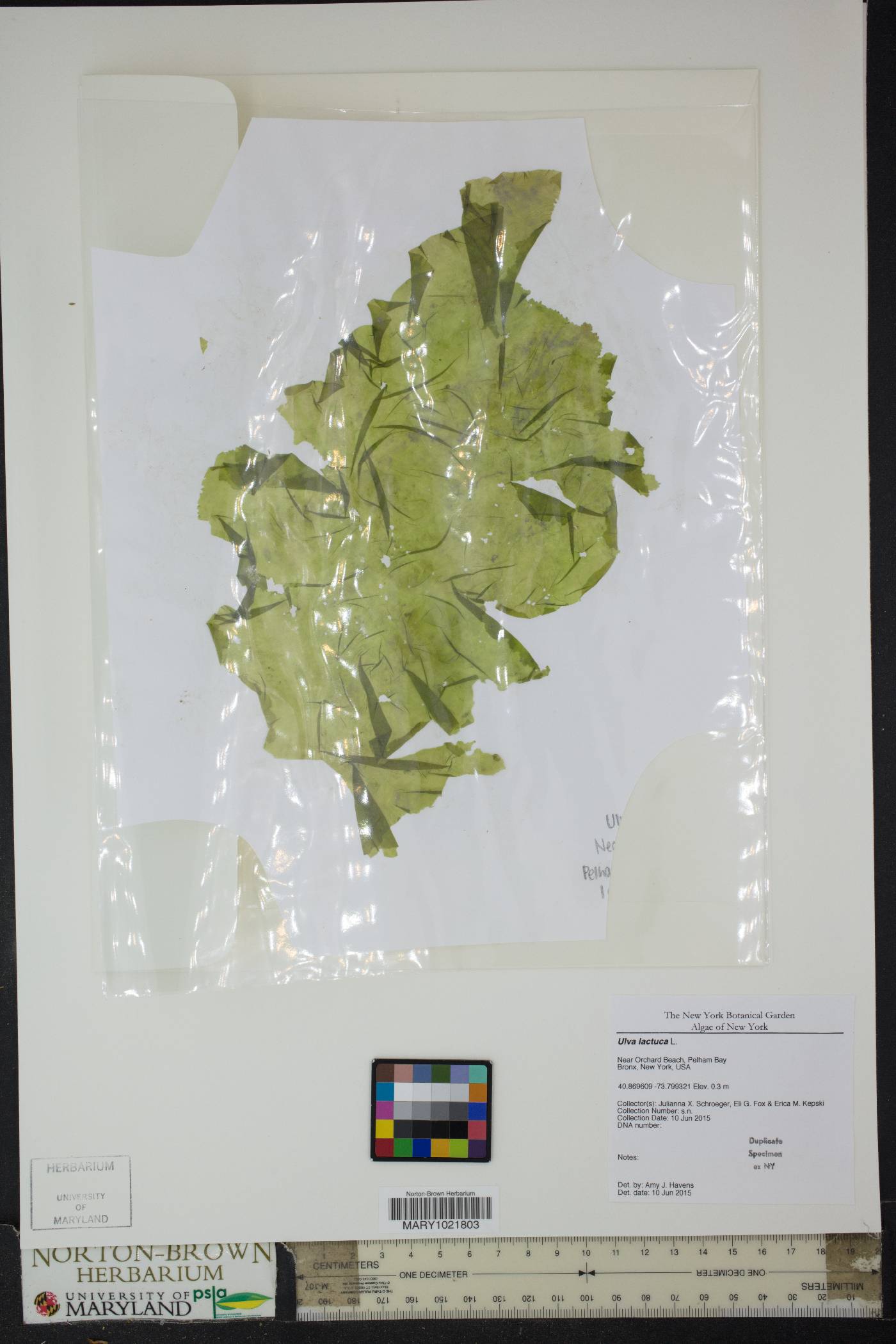 Ulva lactuca image
