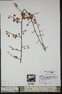Celastrus orbiculatus image