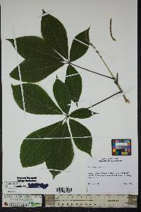 Aesculus parviflora image