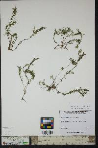 Elodea nuttallii image