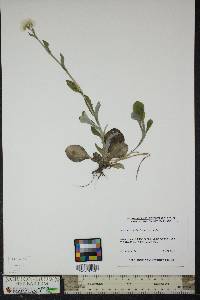 Antennaria parlinii subsp. parlinii image