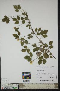 Rubus flagellaris image