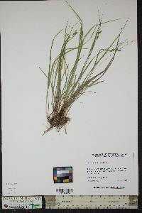 Carex swanii image