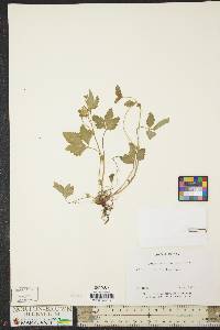 Potentilla indica image