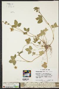 Potentilla indica image