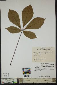 Aesculus flava image