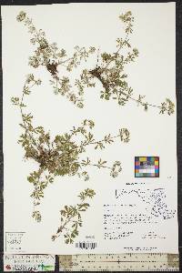 Potentilla argentea image