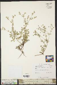 Potentilla argentea image
