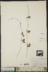 Potentilla canadensis image