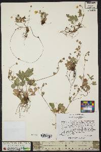 Potentilla canadensis image