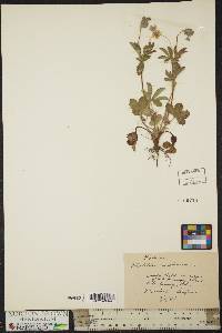 Potentilla canadensis image