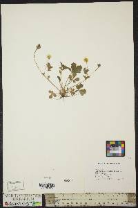 Potentilla canadensis image