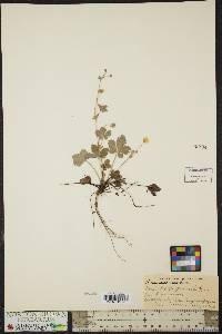 Potentilla canadensis image