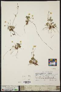 Potentilla canadensis image