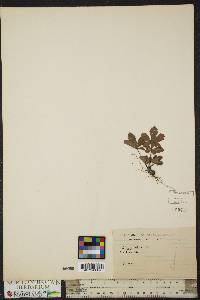 Potentilla canadensis image