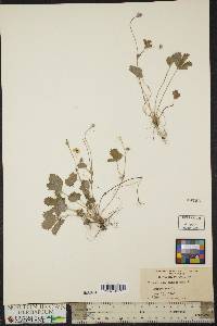 Potentilla canadensis image