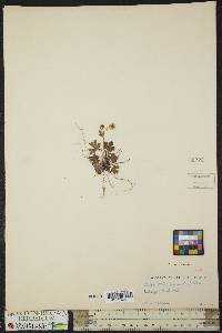 Potentilla canadensis image