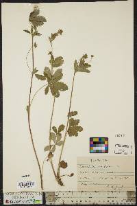 Potentilla canadensis image