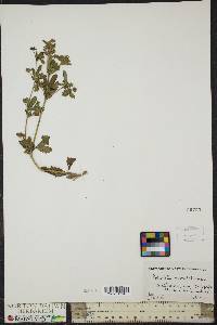 Potentilla norvegica subsp. monspeliensis image