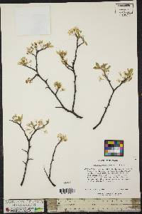 Prunus alleghaniensis image