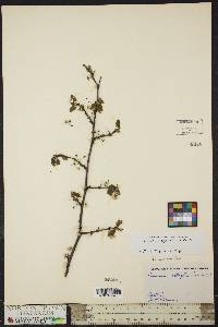 Prunus alleghaniensis image