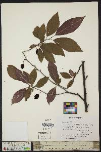 Prunus x cistena image