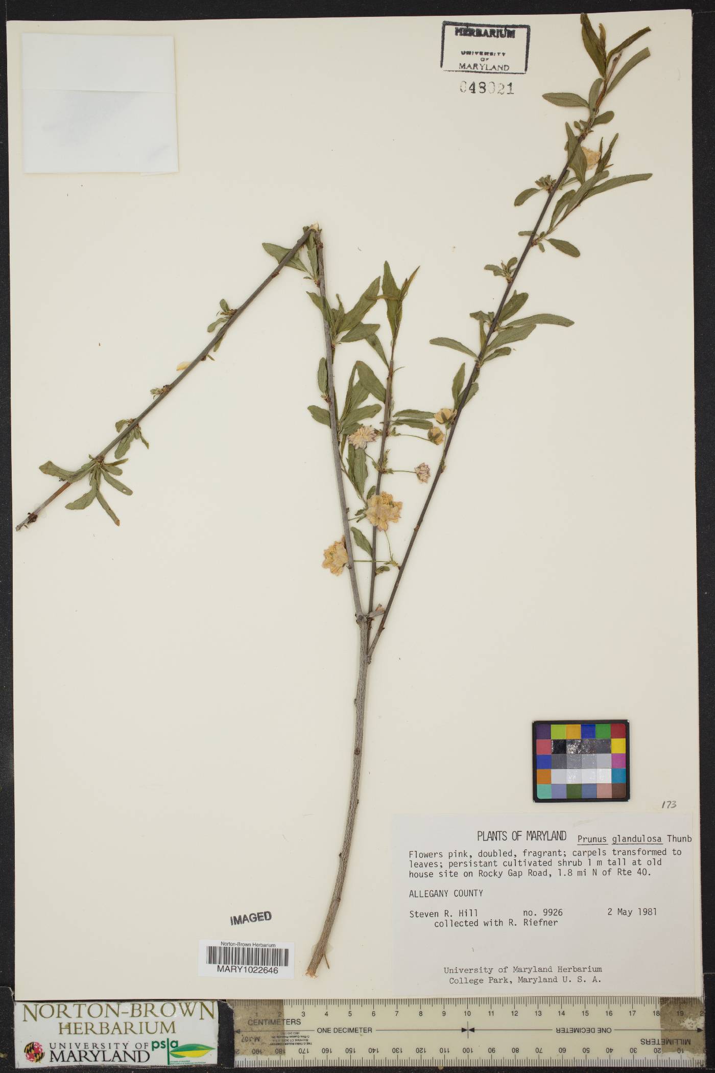 Prunus glandulosa image