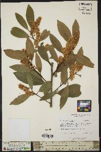 Prunus laurocerasus image