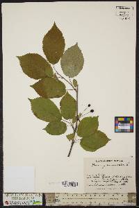 Prunus avium image