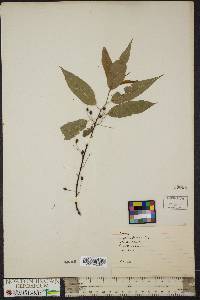 Prunus pensylvanica image