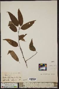 Prunus pensylvanica image