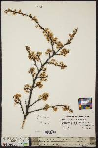 Prunus pensylvanica image