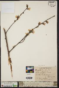 Prunus persica image