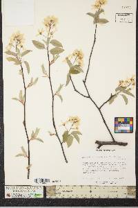 Amelanchier canadensis image