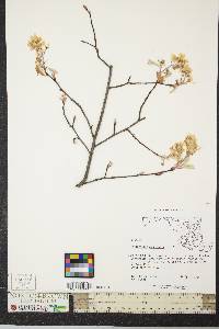 Amelanchier canadensis image