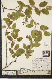 Amelanchier canadensis image