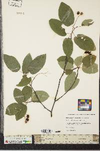 Amelanchier canadensis image