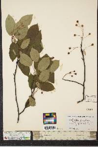 Amelanchier canadensis image