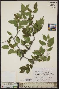 Celtis tenuifolia image