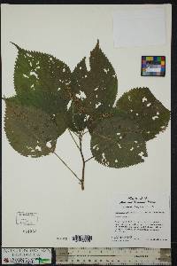 Laportea canadensis image