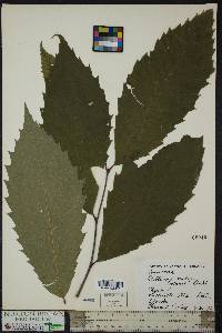 Castanea dentata image