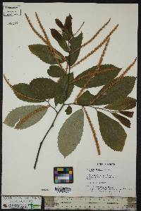 Castanea dentata image