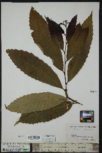 Castanea dentata image